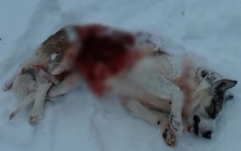 Жители Коми опубликовали новые фото с кровавого пиршества волков (фото 16+)