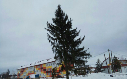 В одном из поселков Коми установили жутко ободранную новогоднюю елку