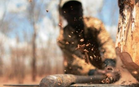 Бизнесмен из Коми, который незаконно вырубил почти 1000 деревьев, отделался «условкой»