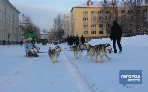 На открытии главной елки Сыктывкара Дед Мороз и Снегурочка падали с собачьих  упряжек (фоторепортаж)