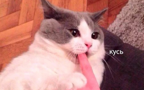 Топ-15 самых популярных мемов 2017 года