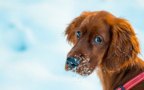 Сыктывкарский астролог составила подробный гороскоп на 2018 год