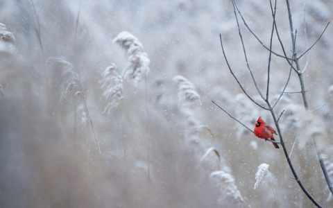 Погода в Сыктывкаре на 6 января: тишь да благодать