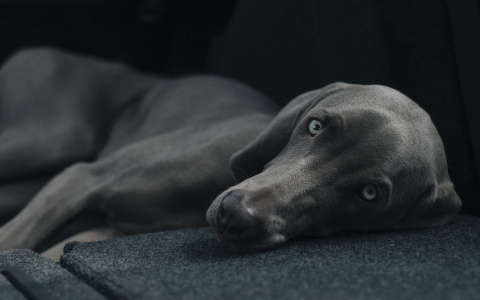 В Коми на улицах травят домашних собак