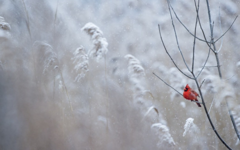 Погода в Сыктывкаре 10 января: северный ветер усиливается