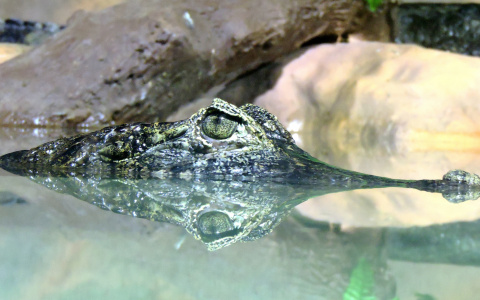 В США аллигаторы вмерзли в лед из-за аномальных холодов