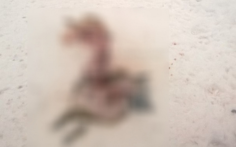 В Коми волки оставили обглоданный труп прямо у жилых домов (фото 16+)