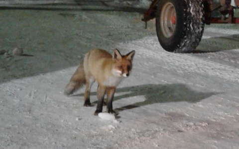Сыктывкарец подружился с диким лисом (фото)