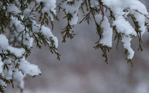 Синоптики сообщили, что сыктывкарцев ожидают лютые морозы