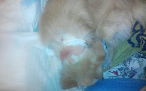 Жительница Коми винит ветеринаров: «Они залечили мою собаку до смерти!»