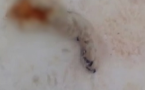 Хвост отдельно, лапы отдельно: житель Коми опубликовал видео про волков, которое нельзя смотреть слабонервным