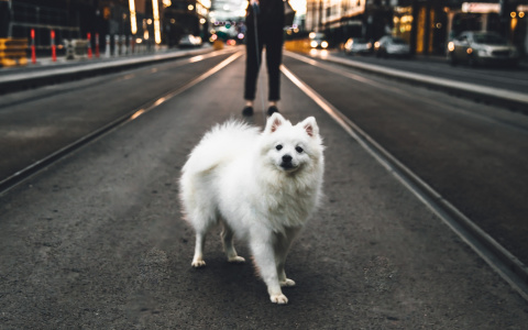 В Коми подростки на «восьмерке» размазали собаку по дороге