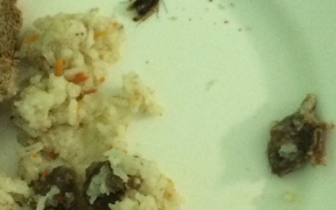 В сыктывкарском роддоме молодым мамам на обед дают еду с тараканами (фото)