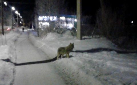 Жителям поселков Республики Коми спастись от волков мешает закон