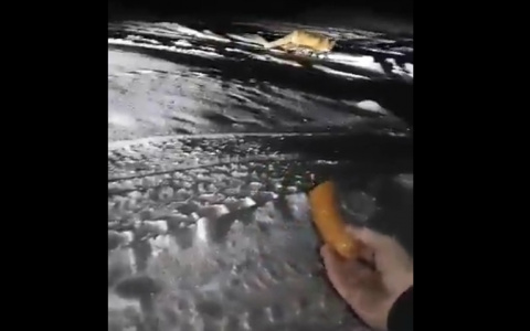 Житель Коми снял на видео, как кормит дикую лису сосисками