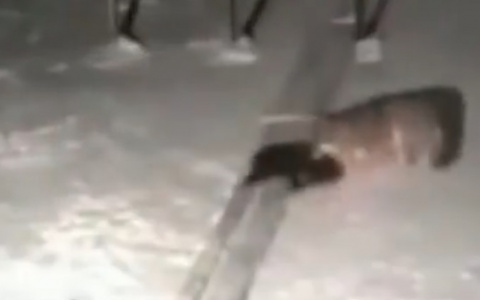 Охотник из Коми рассказал, как бросился на трех волков с одним ножом ради спасения друга