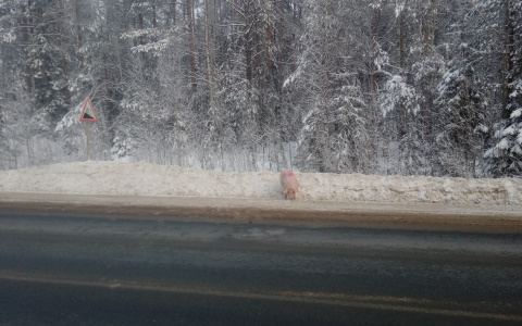 Стала известна судьба поросят, которых потеряли под Сыктывкаром