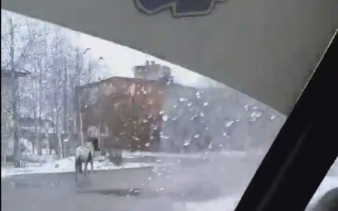В Коми по улицам города носилась неуправляемая лошадь (видео)