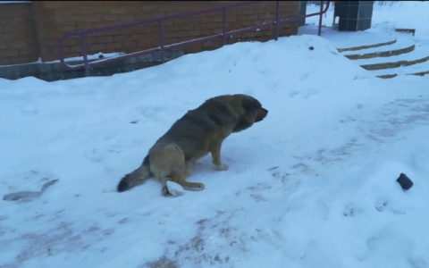 «Двуногие твари хуже собак»: сыктывкарцы остро отреагировали на новость о сбитом псе