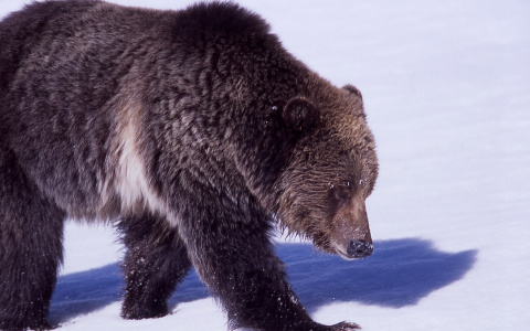 В населенный пункт в 40 километрах от Сыктывкара вышел медведь