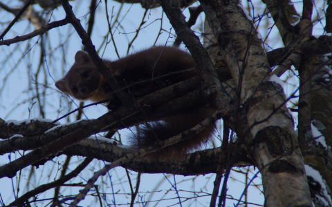 В Сыктывкаре во дворе дома поселилась куница (фото)