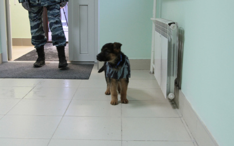 Фоторепортаж: в Сыктывкаре служба кинологов МВД переехала в новое здание