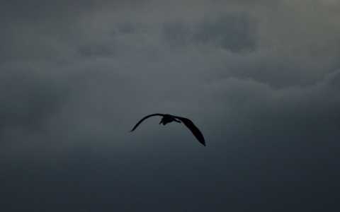 Погода в Сыктывкаре 30 января: облачно, но осадков - кот наплакал