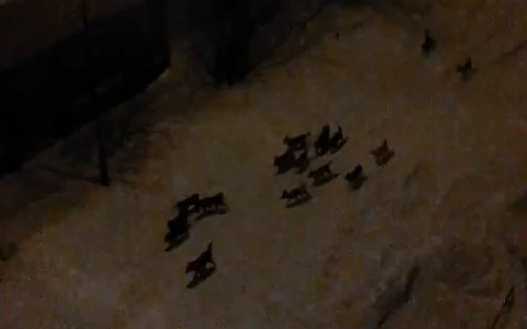 В Коми около детского сада бродят 18 бездомных собак (видео)