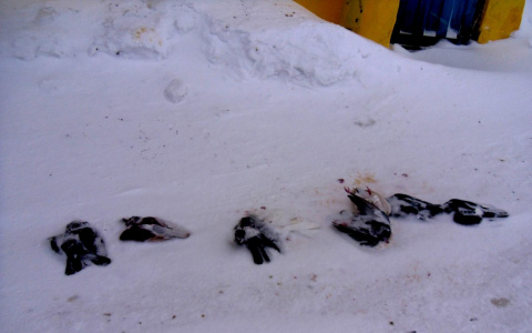 Жители Коми практикуются в стрельбе по живым мишеням