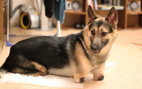 Жители Коми узнали о судьбе пса Норда с ампутированными лапами