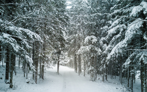 Гороскоп на 4 февраля: Девам стоит выбраться за город, а Ракам не помешает шоппинг