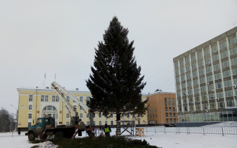 Стало известно, какая необычная судьба ждет главную новогоднюю елку Коми