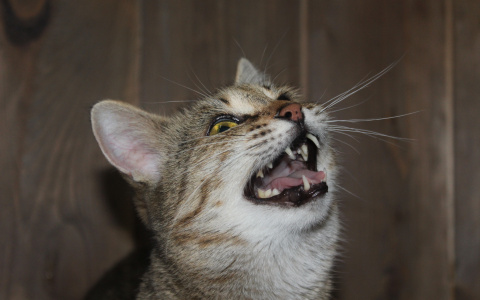 В Сыктывкаре приютские кошки устроили шоу, чтобы найти для себя хозяев (фото)