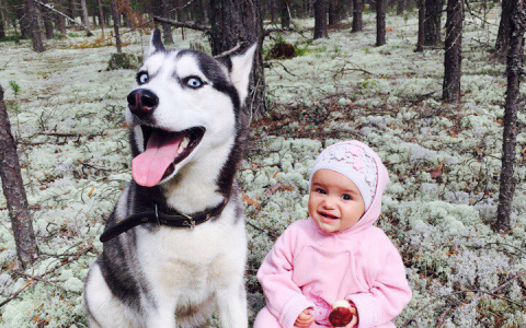 Сыктывкарцы любят своих собак, почти так же сильно, как детей