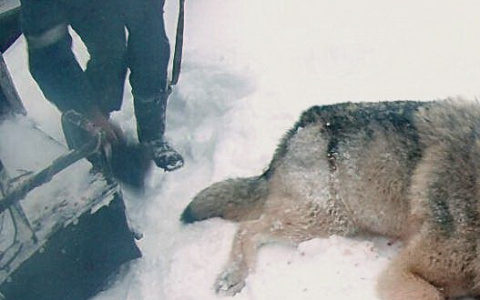 Житель Коми отомстил волку за убитую собаку (фото строго 16+)