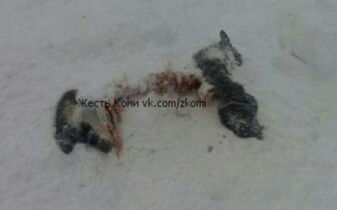 В Коми волки разодрали собаку прямо в поселке (фото 16+)