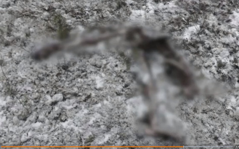 Ради лайков в соцсети мужчина из Коми жестоко убил медведицу с детенышем (видео)