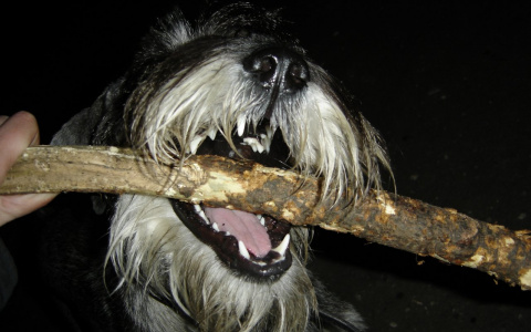 Сыктывкарцы платят за содержание одной бездомной собаки больше 5000 рублей