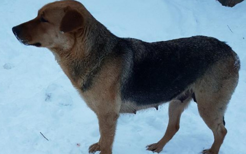В Коми живодеры подожгли собачью будку, где были щенки