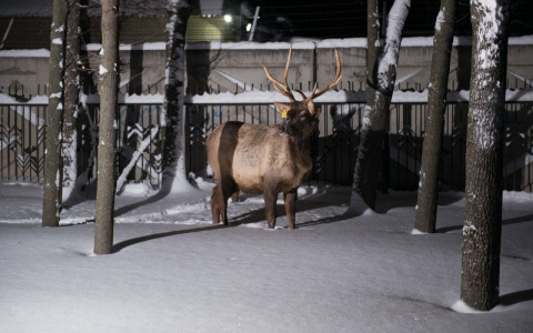 Сельхозпроизводители Коми решили сжечь оленину, чтобы не тратиться на экспертизы