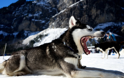 В Коми на благотворительной акции стая ездовых псов разорвала маленького мопса