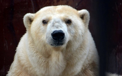 Новости России: умерла старейшая белая медведица в стране, а родители не стали спасать детей при пожаре