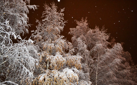 В Коми полицейские нашли в лесу тело мужчины