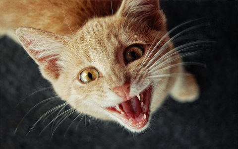 Сыктывкарец сжег кошек своей девушки, пока она лежала в больнице с выкидышем