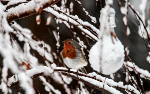 Погода в Сыктывкаре 27 февраля: морозная свежесть поутру поможет взбодриться
