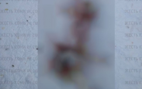 В Коми волки разорвали собаку на куски и раскидали ее кишки по дороге (фото, видео 16+)