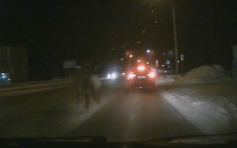 В Сети появилось видео, как в Сыктывкаре под колеса иномарки бросается лошадь