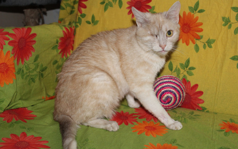 День кошек: как сыктывкарцы спасают тысячи котов и живут с ними