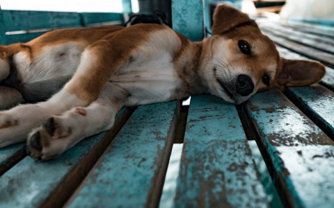 В одном из поселков Коми массово травят собак прямо у детского сада