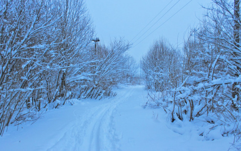 Сыктывкарка пошла гулять на базу «Динамо» и потеряла там ребенка